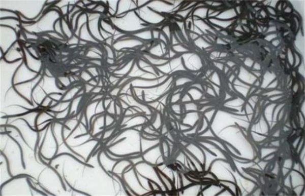 为什么养黄鳝不赚钱