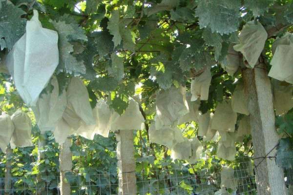 葡萄套袋是在几月份