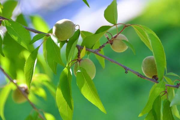 榆叶梅果实有什么功效