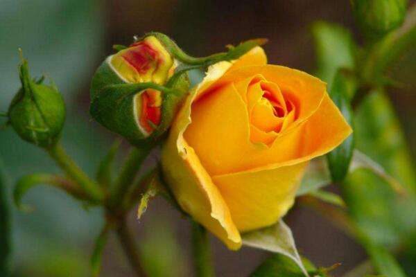 男生送黄玫瑰什么意思