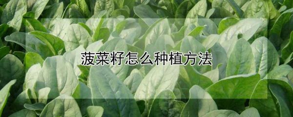 菠菜籽怎么种植方法