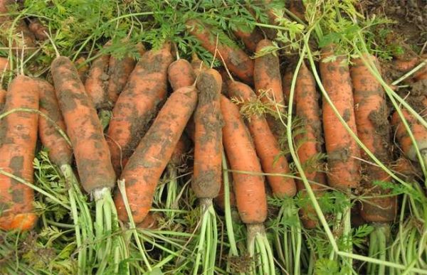 胡萝卜种植的注意事项