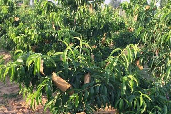 怎样给桃子套袋