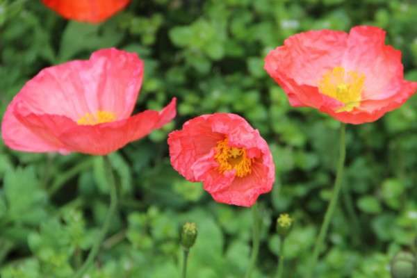 稀有好听的花名