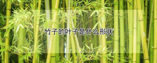 竹子的叶子是什么形状