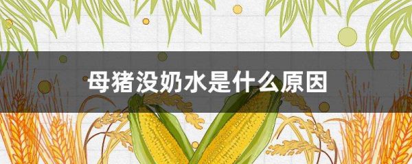 母猪没奶水是什么原因？