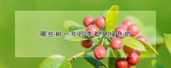 哪些树一年四季都是绿色的