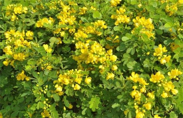 如何提高决明子的产量