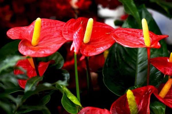 白掌和红掌有什么区别？？