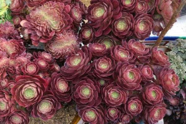 缀化法师怎么浇水