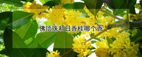 佛顶珠和日香桂哪个香