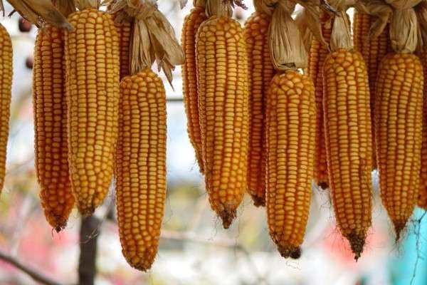 玉米的种植方法和技术