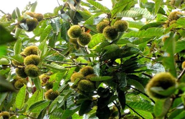 种一亩板栗的利润是多少？