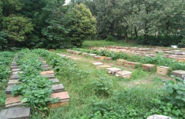 养10箱蜜蜂一年能赚多少钱