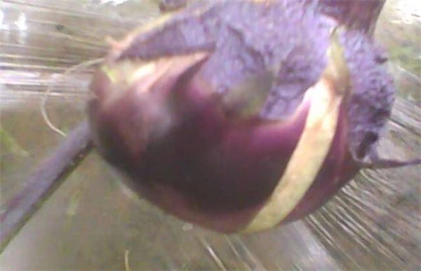 茄子裂果是怎么回事