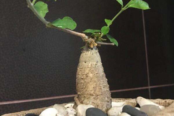 火星人植物的生长环境