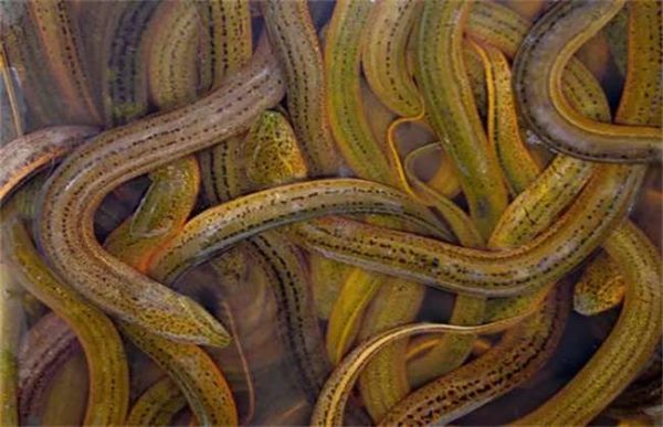 为什么养黄鳝不赚钱