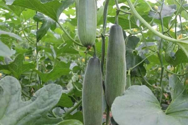 羊角蜜怎样整枝打叉