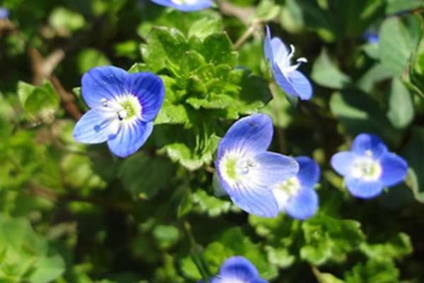 婆婆纳是什么花