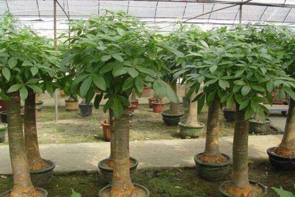 招财树什么时候扦插好