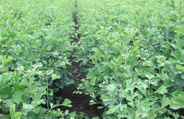 银杏苗如何培育