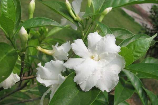 狗牙花和假狗牙花区别