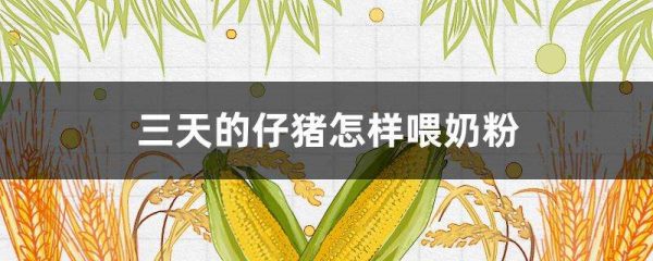 三天的仔猪怎样喂奶粉