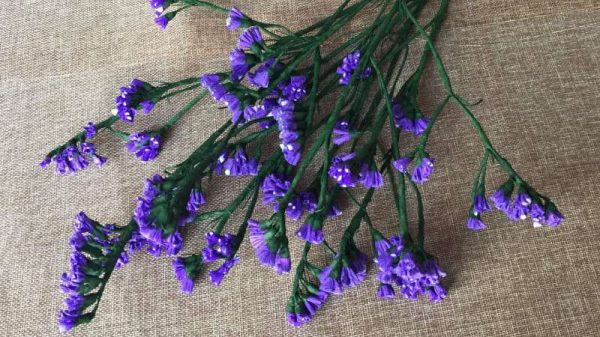 代表友情的花有哪些？