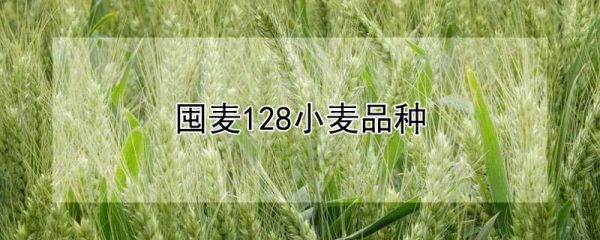 囤麦128小麦品种