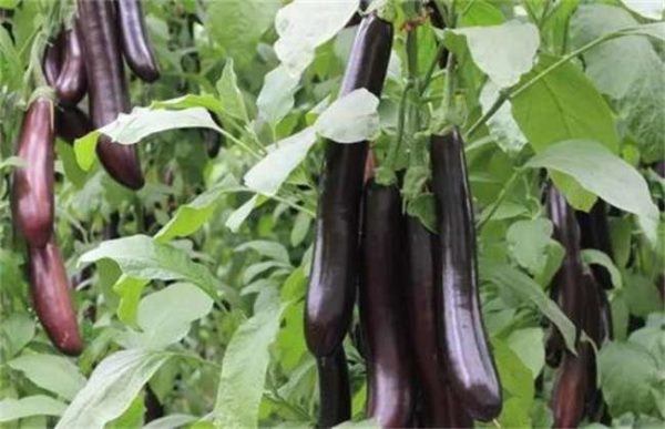 茄子叶子发黄怎么办？