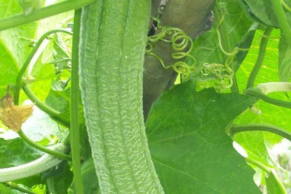 丝瓜要打叉打尖吗