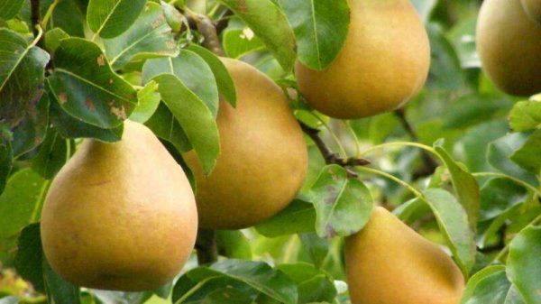 文旦和柚子的区别？是什么？