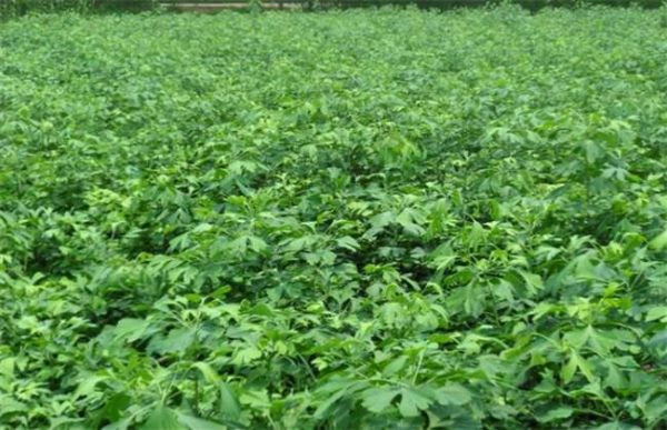 银杏苗如何培育