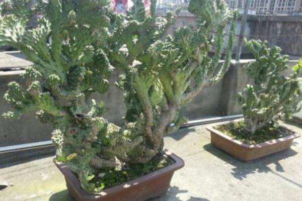 玉麒麟怎么换盆