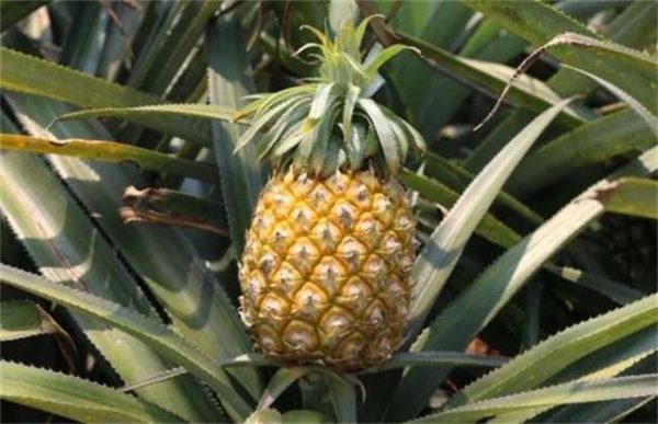 如何预防菠萝冻害