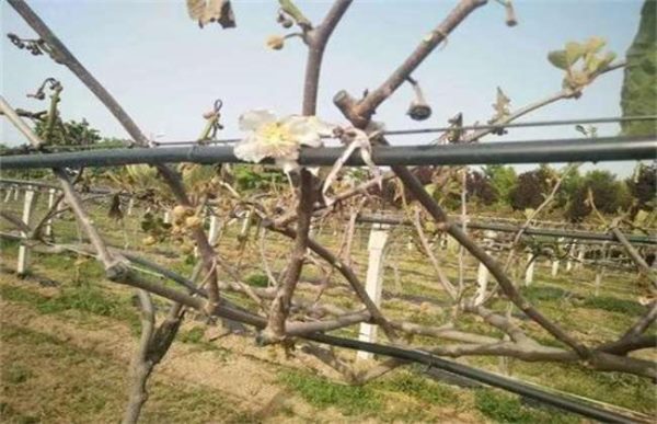 果树抽条产生的原因？