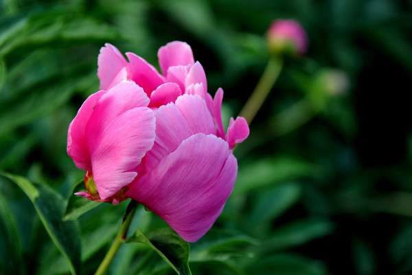 芍药和牡丹的区别？是什么？