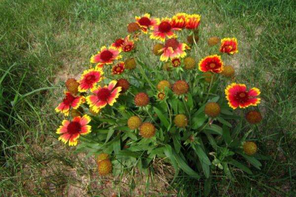 天人菊的药用价值