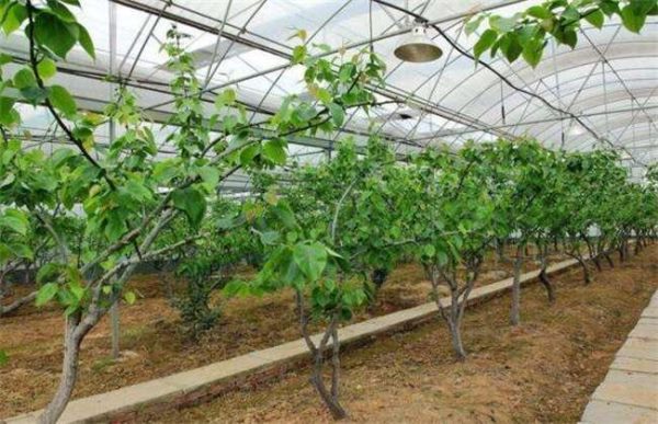 如何提高温室大棚的种植效益