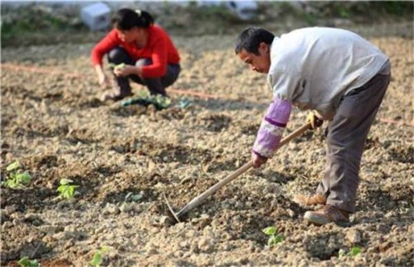 开春播种要注意什么？