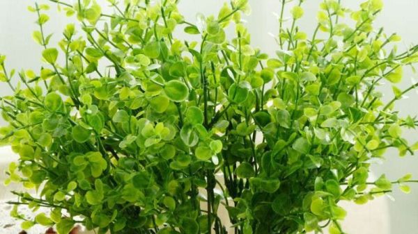 新鲜尤加利叶怎么保存