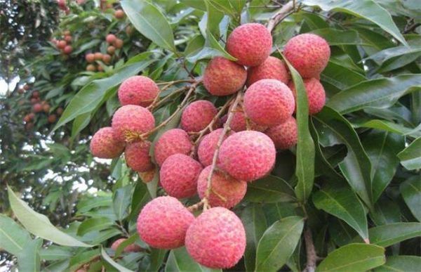 荔枝如何贮藏保鲜