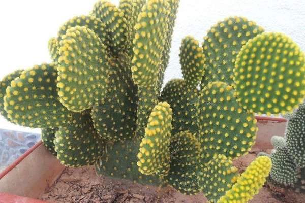 黄毛掌的刺有毒吗