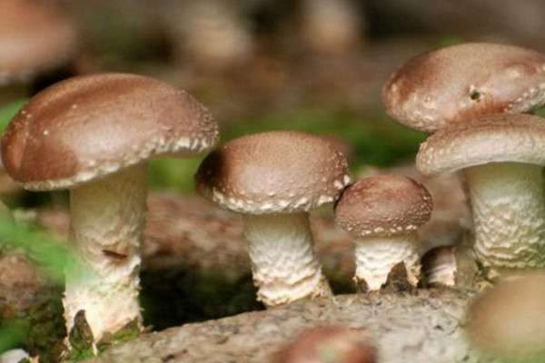 花菇和香菇的区别？