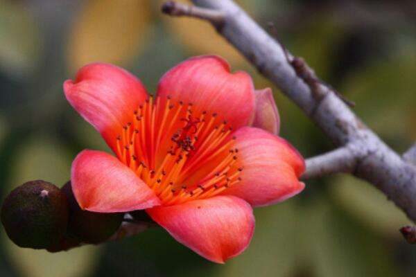 木棉花传播种子的方法