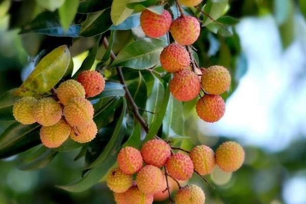 荔枝品种有哪些？