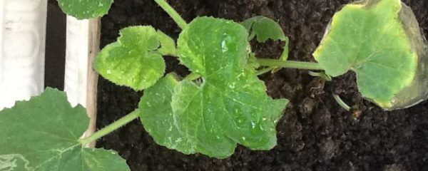 葫芦苗叶子蔫了咋办