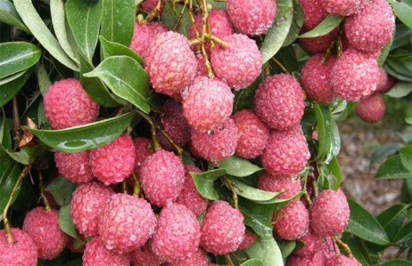 荔枝种植如何预防冻害