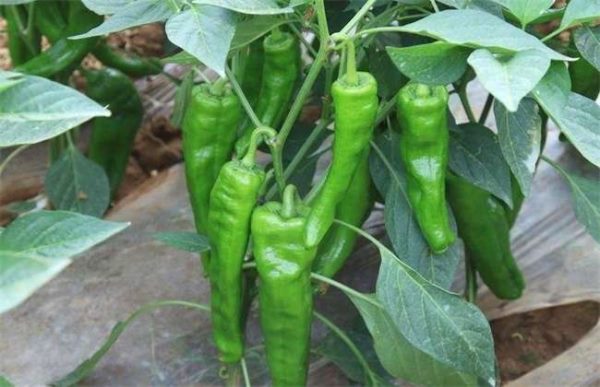 10亩辣椒种植收入多少？