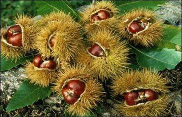 板栗的采收及贮藏多久？